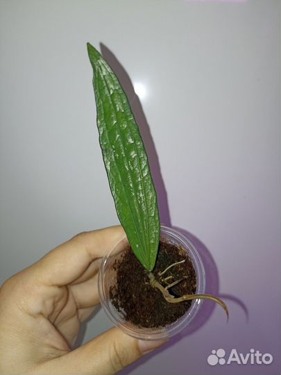 Хойя черенки, срезы