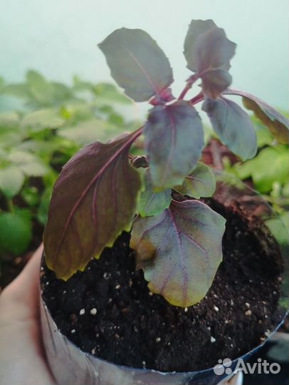 Рассада базилик