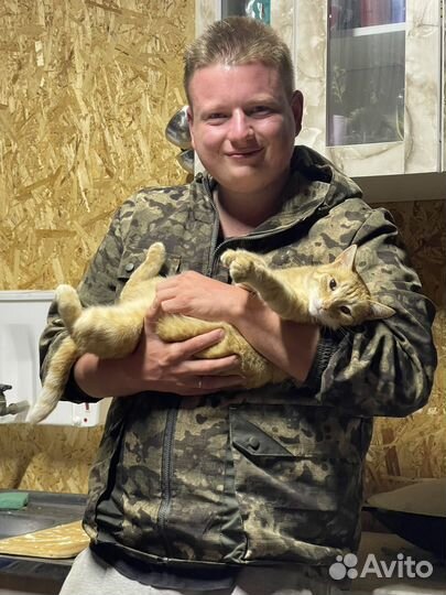 Кот однозначный