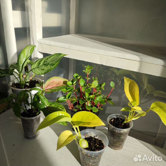 Комнатные растения