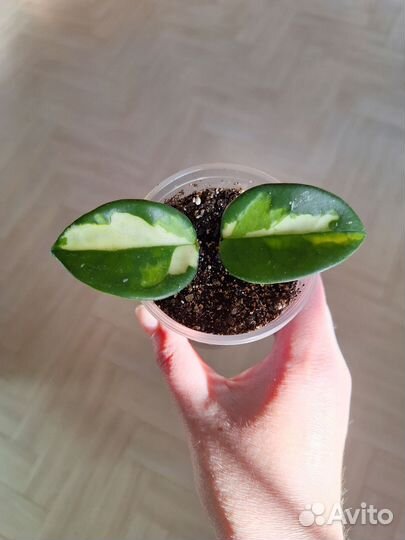 Хойя Карноза Триколор