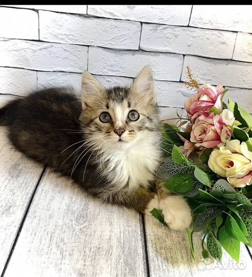 Котёнок в добрые руки