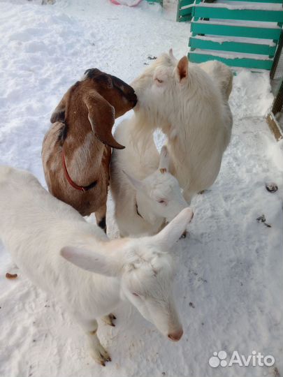 Козье молоко