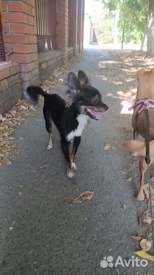 Найдена собака