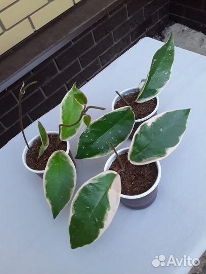 Комнатные растения цветы