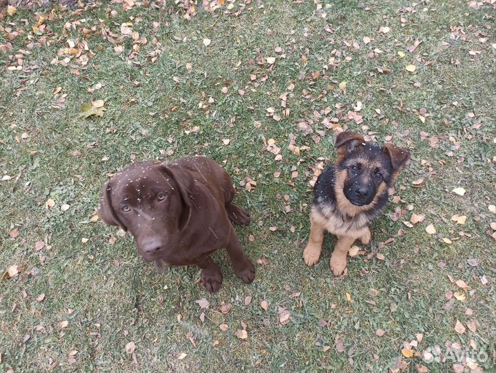 Кинолог/Дрессировка собак/Екатеринбург