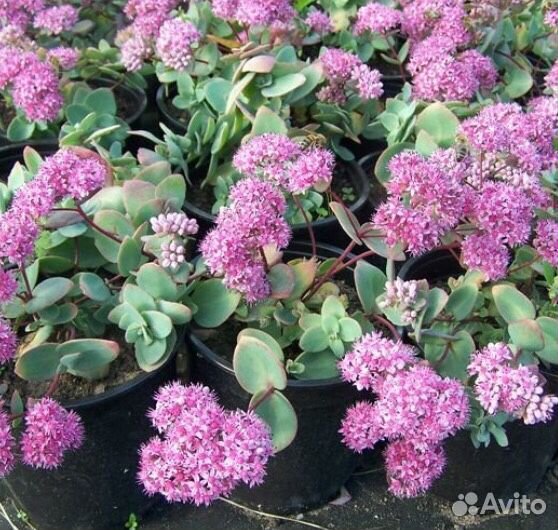 Почвопокровники