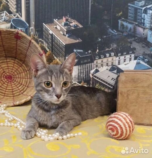 Молодая, ласковая Дыма в добрые руки