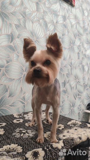 Стрижка собак, тримминг, грумминг, грумер