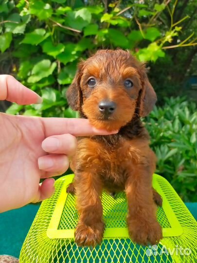 Мини мини дети. Пти пу, Мальти пу, Чи пу