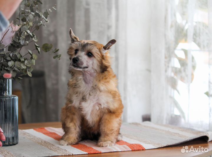 Китайская хохлатая собака