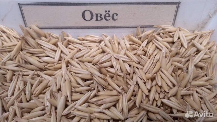 Овёс кормовой