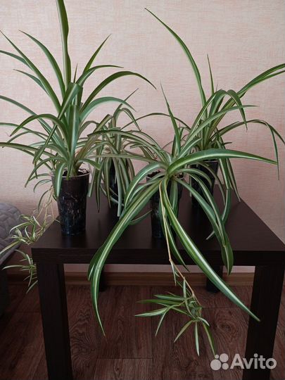 Хлорофитум