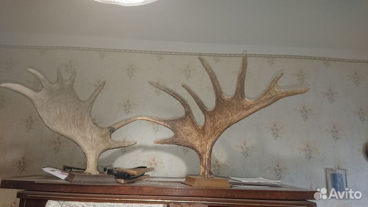 Продам рога лося
