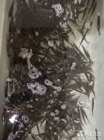 Живец карась опт