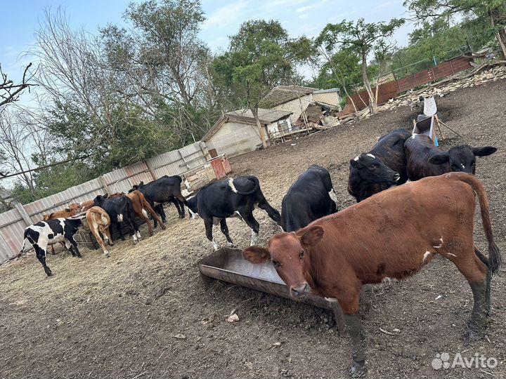 Бычки телки