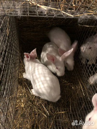 Кролик белый паннон