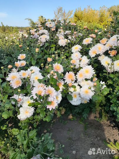 Хризантема корейская