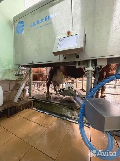 Доильный аппарат