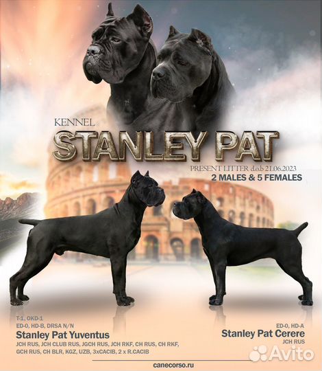 Презентация собаки