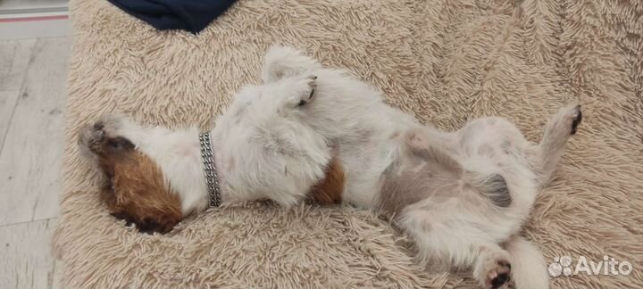 Вязка Джек Рассел терьер