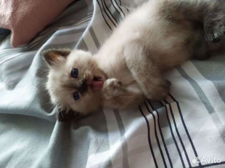 Котята в добрые руки бесплатно