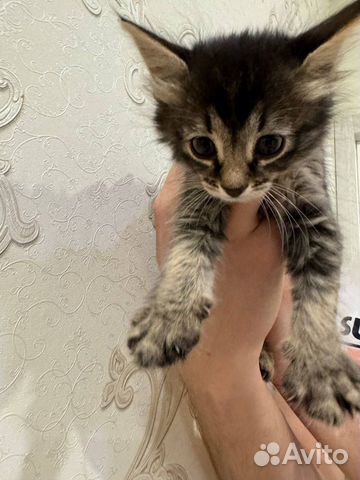 Котята бесплатно котёнок девочка полосатый