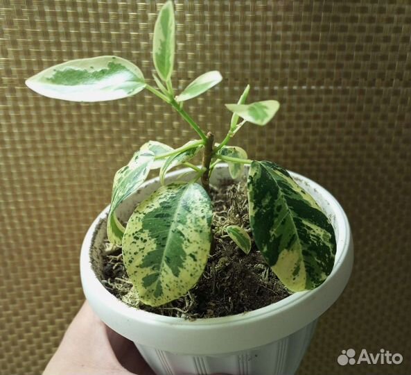 Фикус рубигиноза вариегата