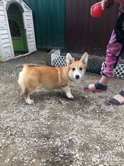 Вельш корги пемброк