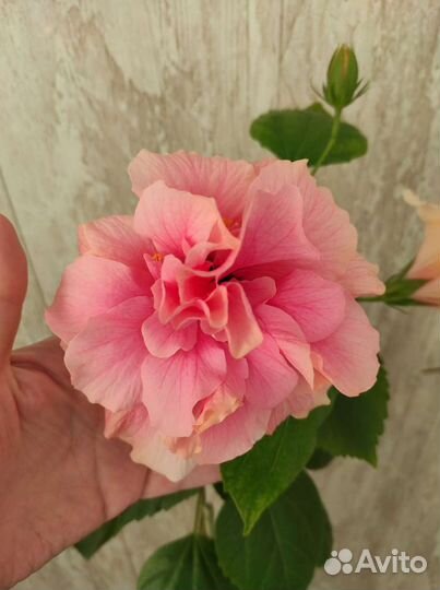 Гибискусы китайская роза (ассорти)