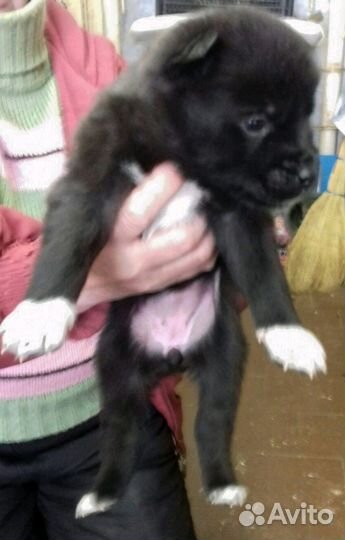 Малыши в дар