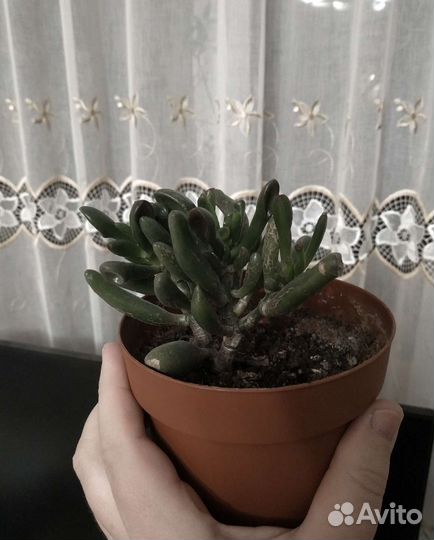 Крассула микс (толстянка) хоббит 1год