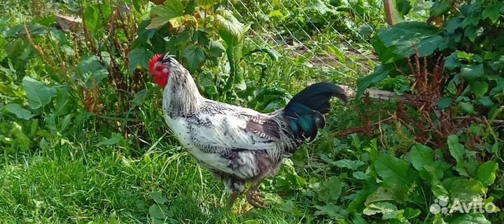 Куры петухи