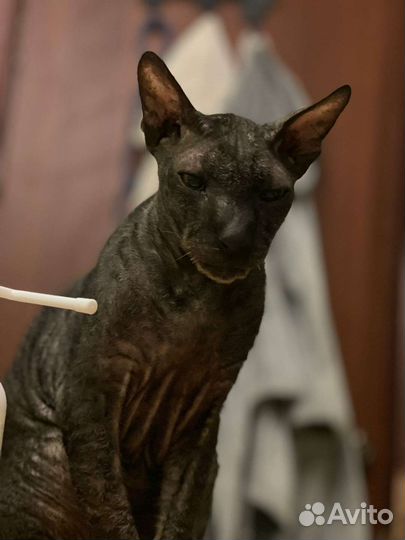 Корниш-рекс