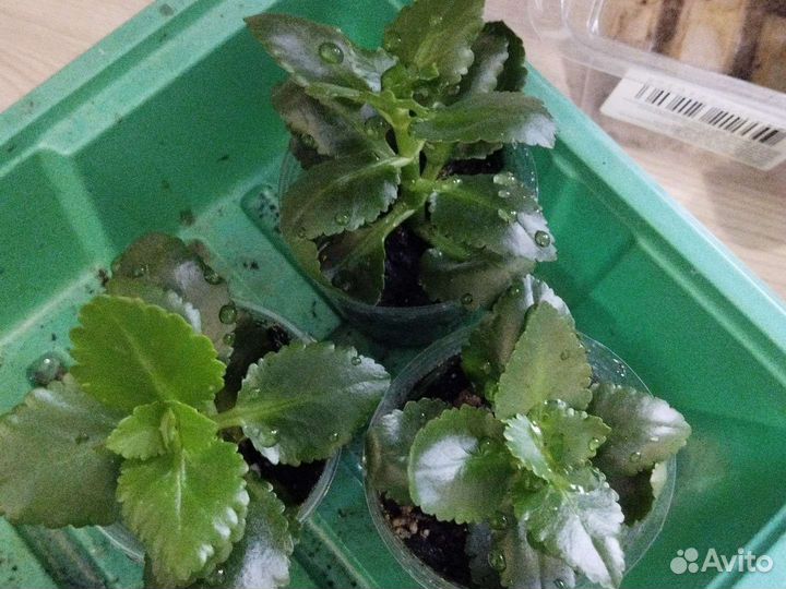 Каланхоэ сортовой