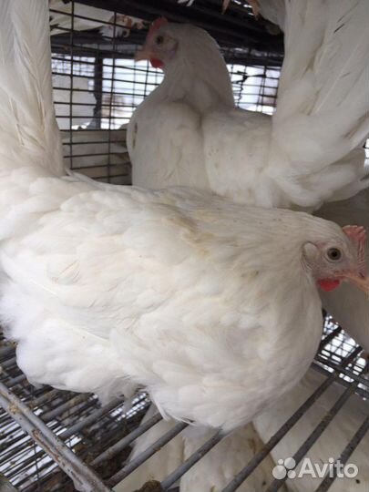 Куры несушки