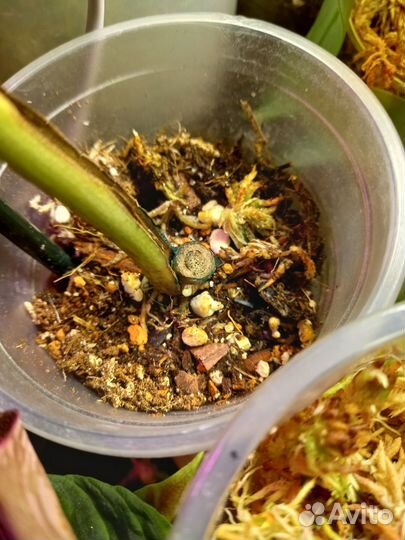 Монстера минт