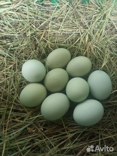 Ухейилюй семья