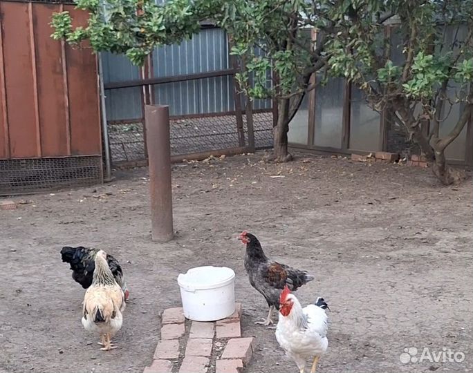 Куры и Индюшки