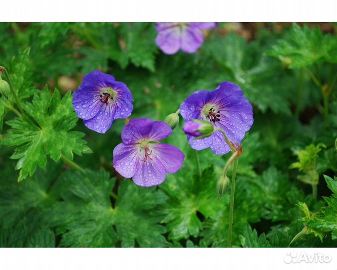 Герань Rozanne