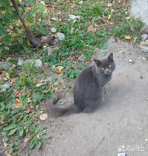 Кошечка в добрые руки Дымка
