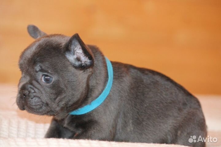 Француз в голубом окрасе