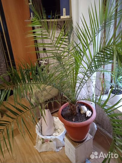 Финиковая пальма