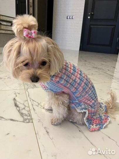 Вязаная одежда для собачек