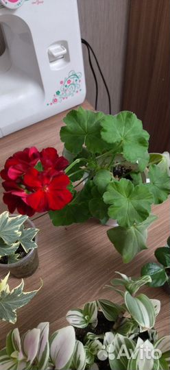 Комнатные цветы