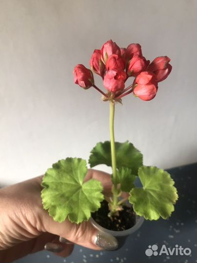 Пеларгония (тюльпанка)