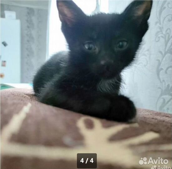 Котята