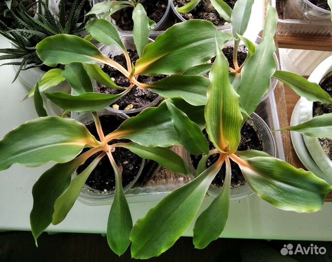 Хлорофитум оранжевый