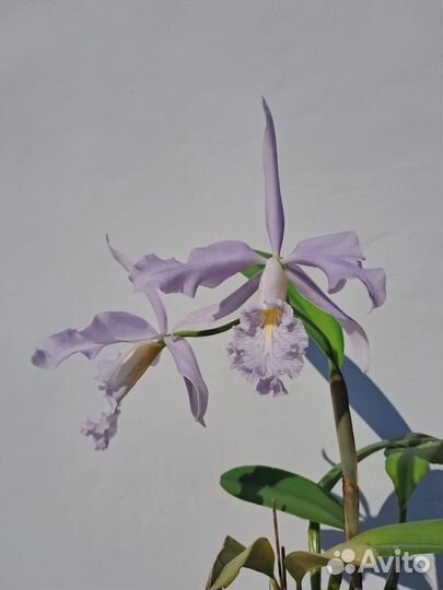 Орхидея каттлея
