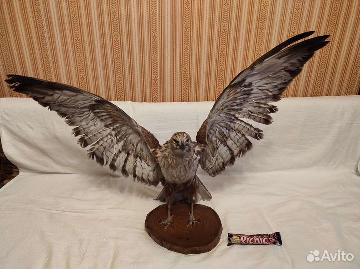 Чучело хищной птицы